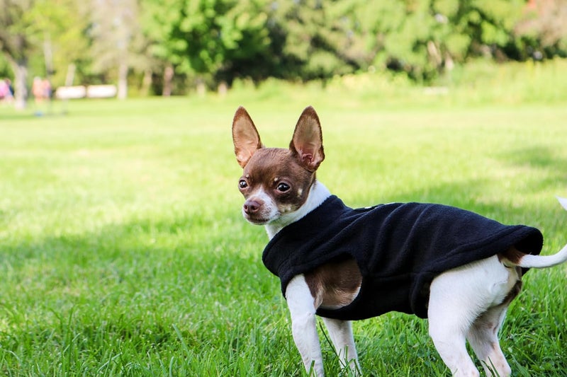 Jacko & Co - Fleece Vest Dog Sweater with Leash Ring - Soft, Warm & Lightweight Pullover Coat for Small & Medium Dogs, Puppies & Cats - Cozy Fall/Winter/Spring Pet Jacket (Black, Small 4-6lbs) - Image 4